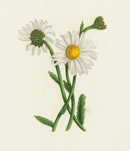 Margarita blanca, Chrysanthemum Leucanthemum de English School